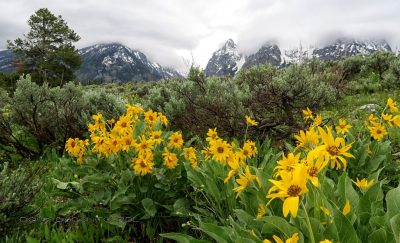 Blumen am Grand Teton