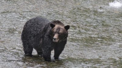 Grizzly am Fish Creek
