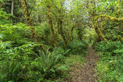 Campground Trail