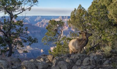 Grand Canyon Wildlife
