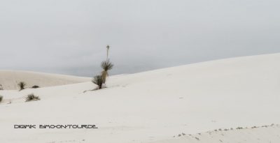 Yucca in Dünen