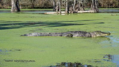 Alligator