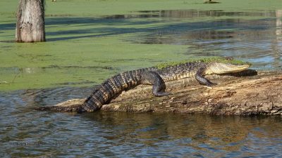 Alligator auf Baum