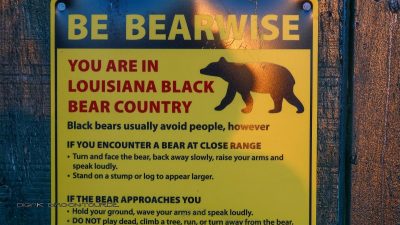 Baer safety rules