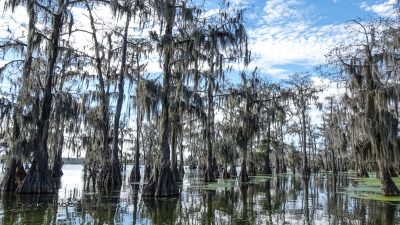 Cypress Swamp