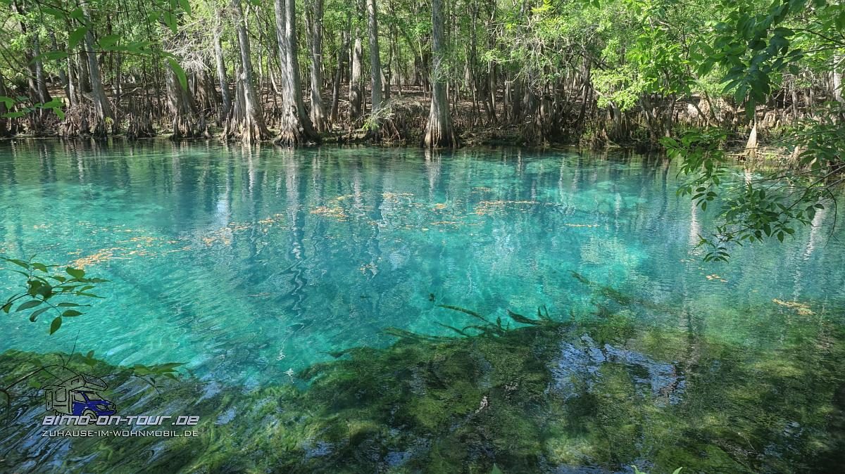 Manatee Spring