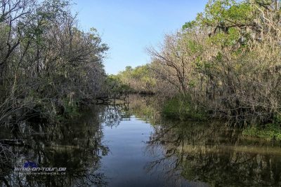 Altamaha Swamp