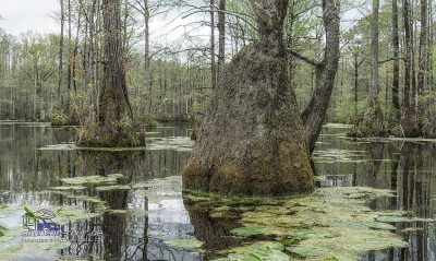 Letzter Swamp Walk
