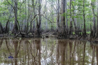 Savannah River Swamp