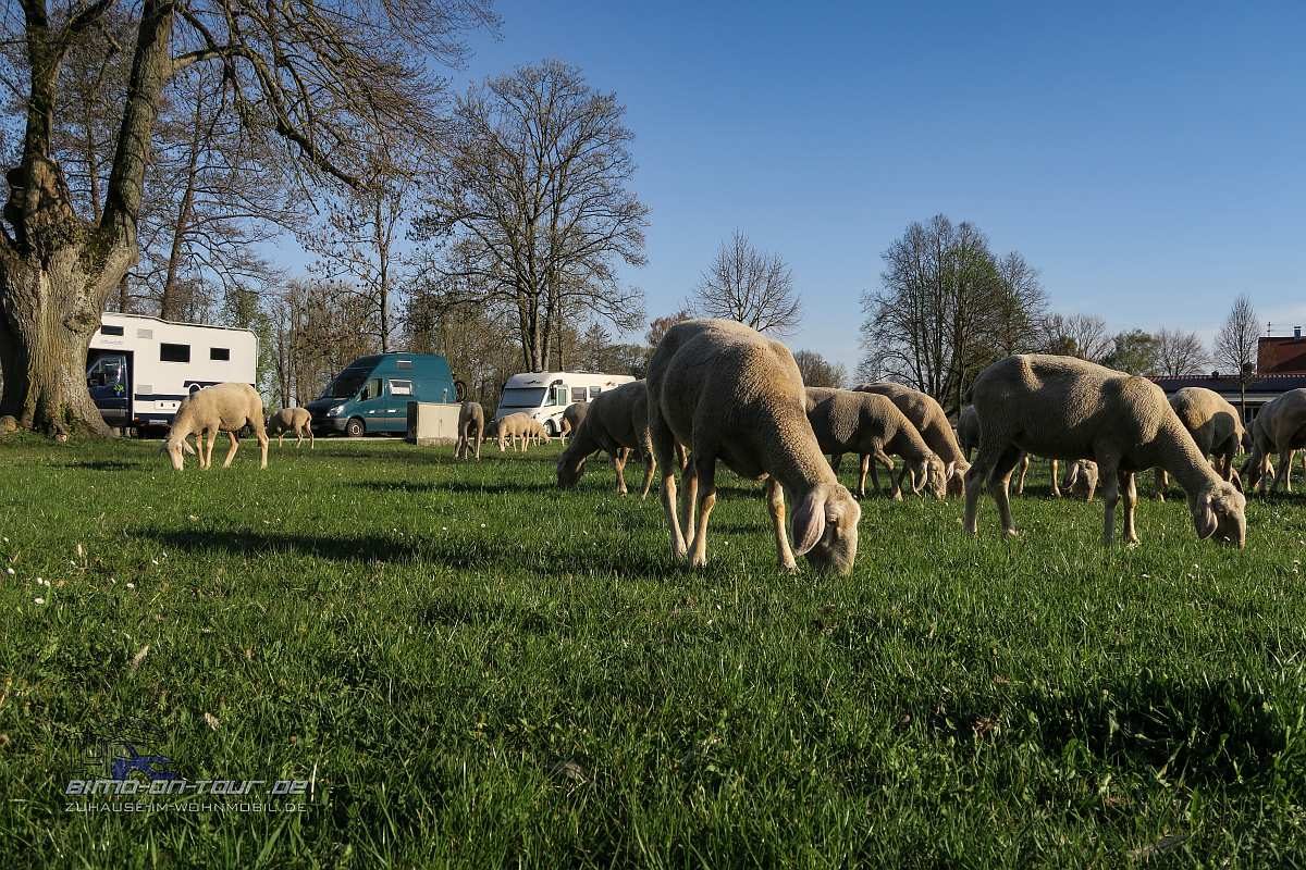 Oettingen-Stellplatz mit Schafe