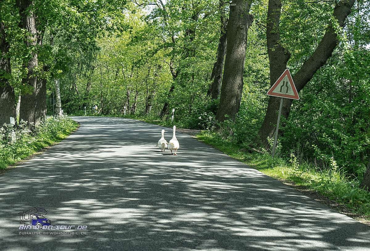 Gänse auf der Straße