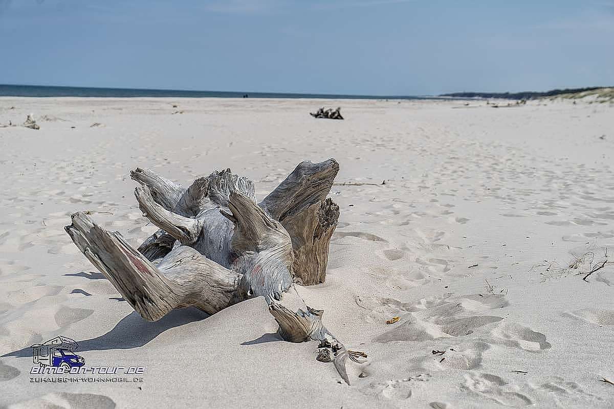 Leba-Baumstumpf am Strand