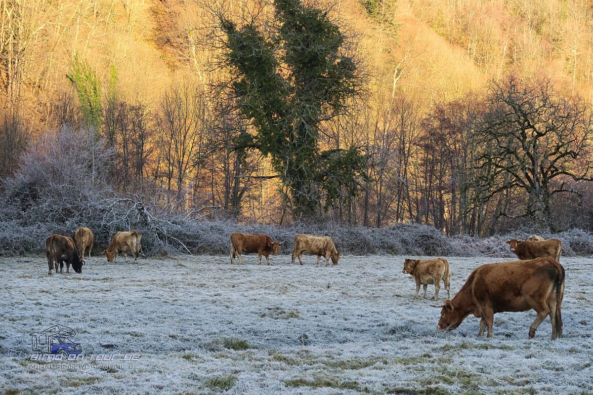 Rinder im Morgen
