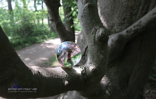 Lensball/Glaskugel im Wald