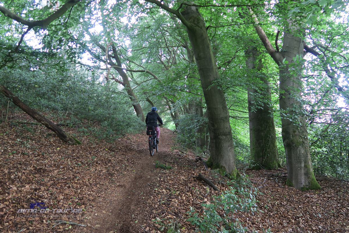 Waldweg | Leben und Reisen im Wohnmobil