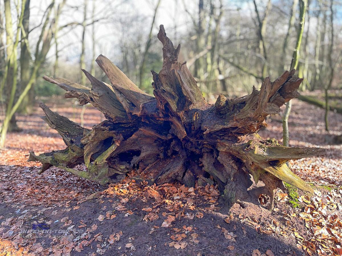 Barneführer Holz