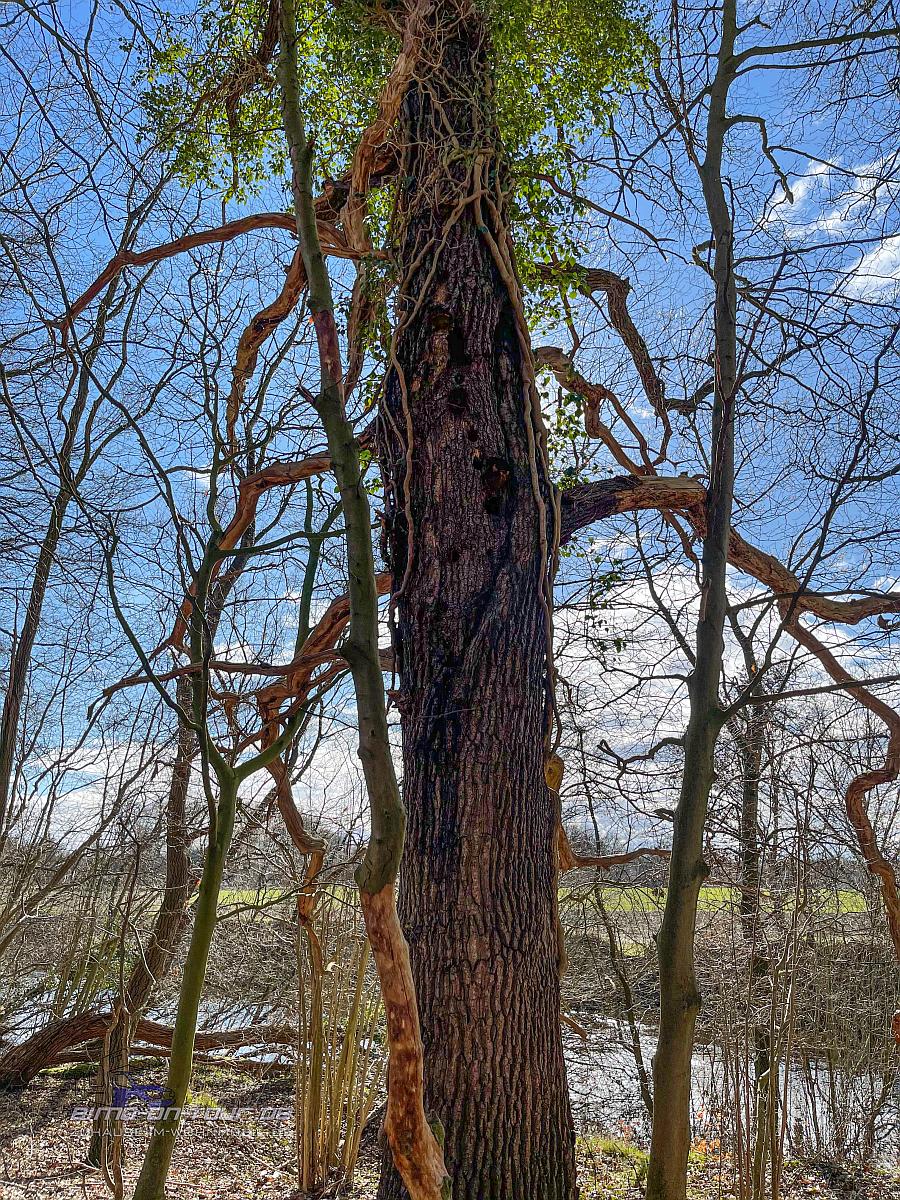 Barneführer Holz