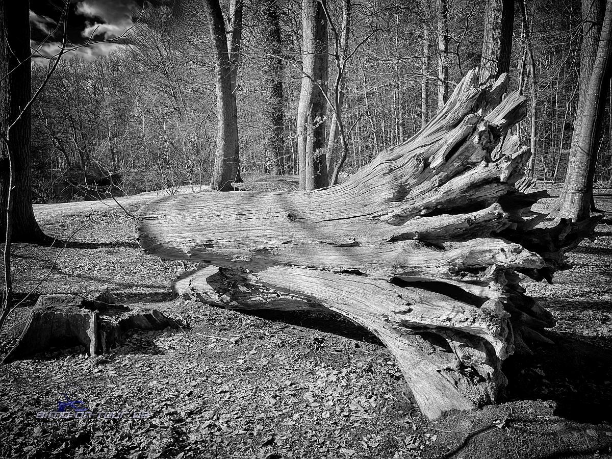 Barneführer Holz