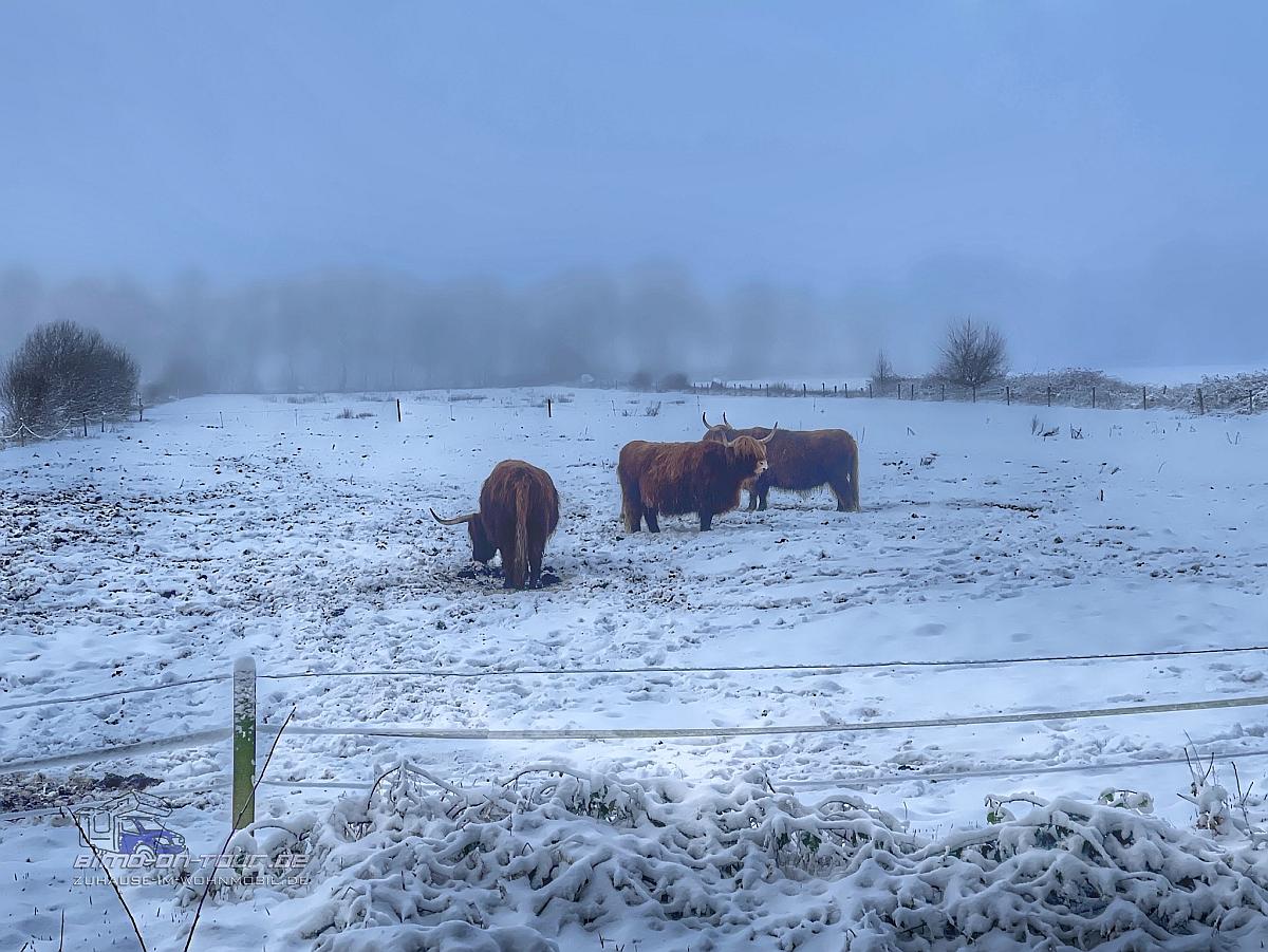 Ipweger Moor im Winter mit Galloways