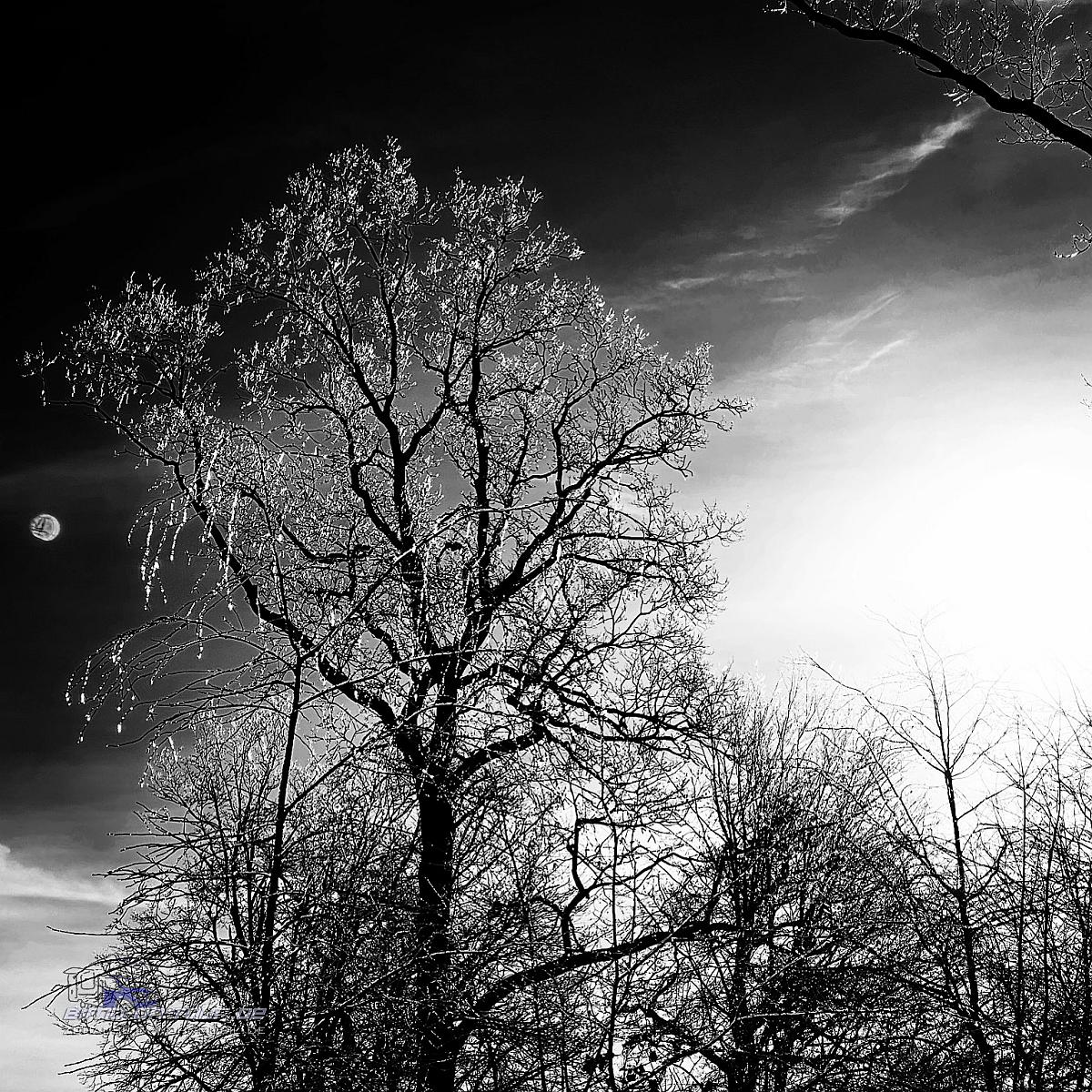 Ipweger Moor im Winter