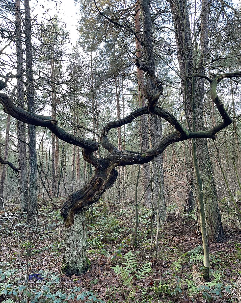 Mansholter Holz