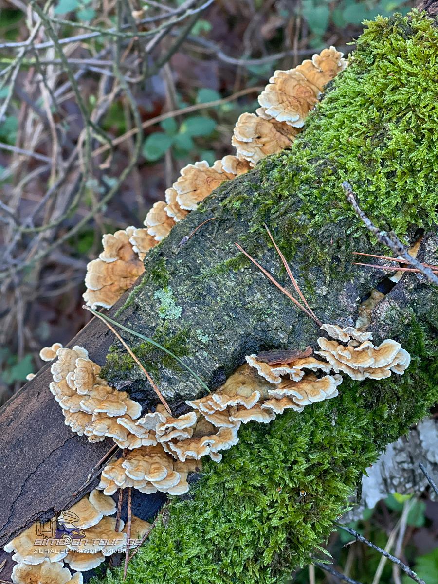 Mansholter Holz