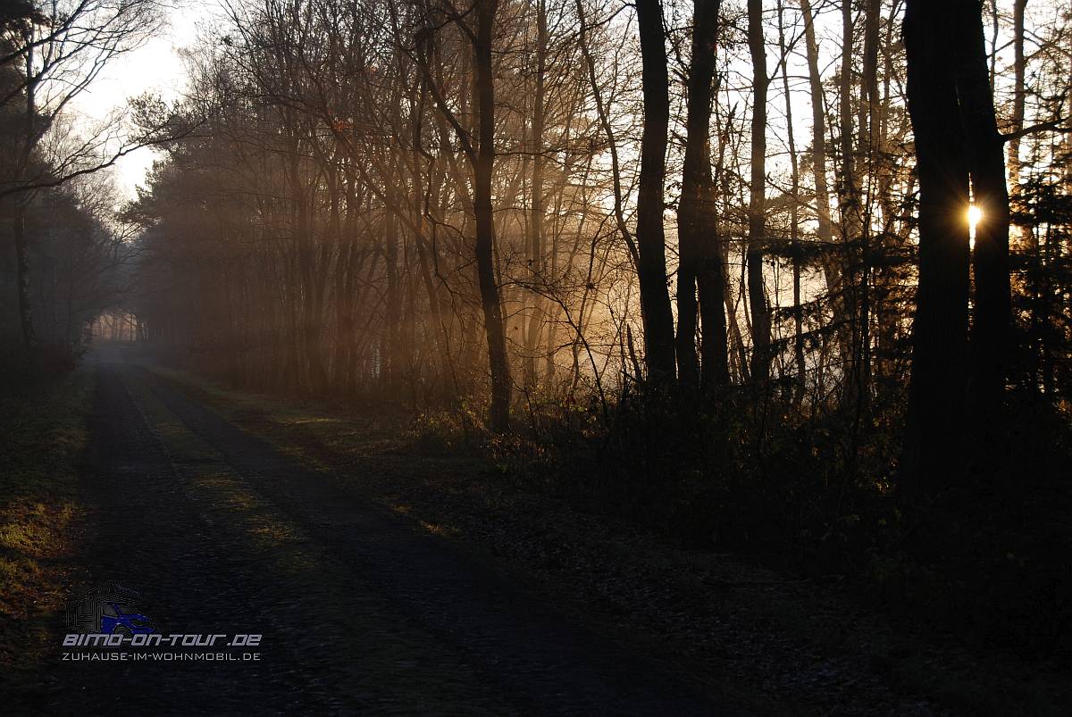 Waldweg im Abendlicht